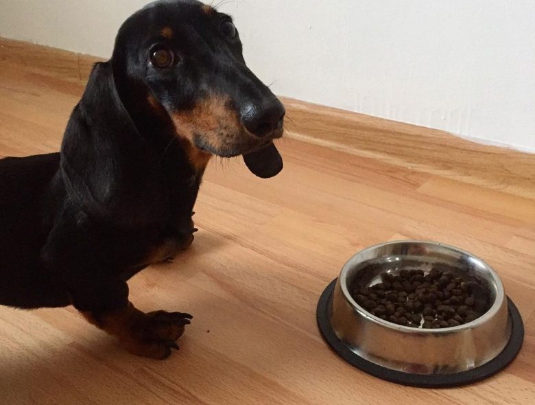 a good Dachshund patiently waiting for his signal to eat