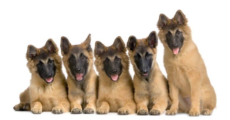 five Belgian Tervuren puppies sitting adorably