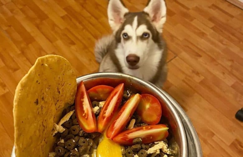 A Husky sitting on the wooden floor and waiting for her meal