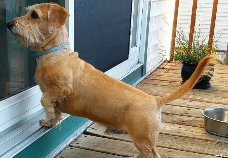 a Wheaton Dachshund looking through a glass door while standing with 1 leg up