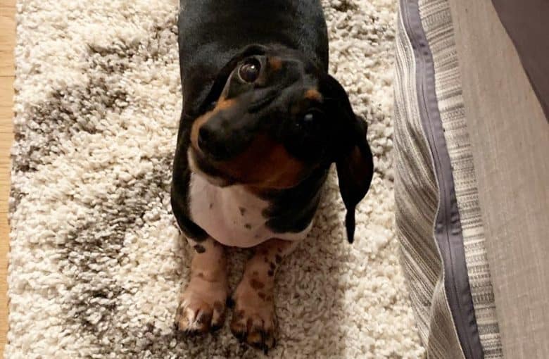 a Piebald Dachshund laying on a fuzzy rug