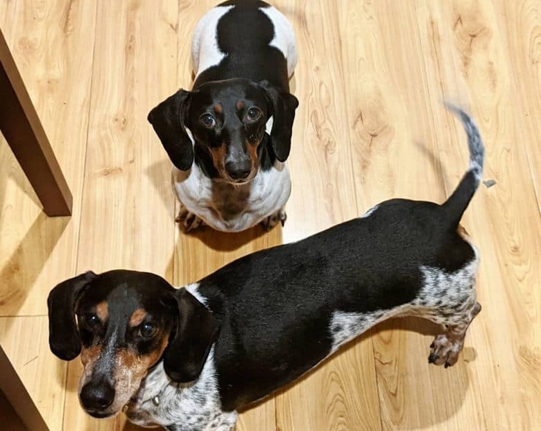 Two Piebald Dachshund standing on a wooden floor and looking up