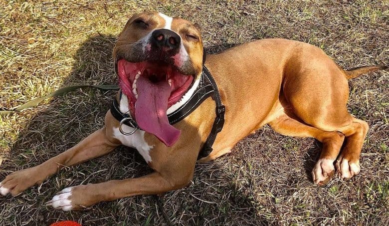 a goofy American Staffordshire Terrier laying on the ground