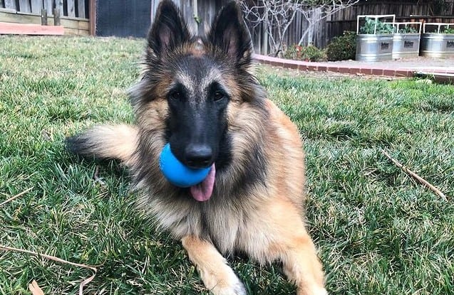 a Belgian Tervuren biting a blue ball toy