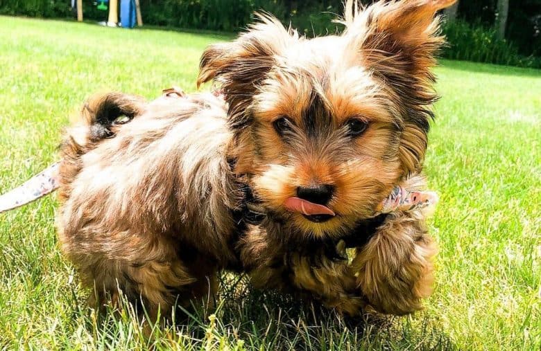 a little Yorkie Bichon running on the grass