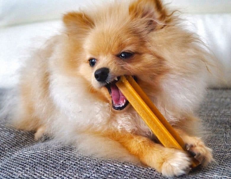 Pomeranian dog eating delicious treats