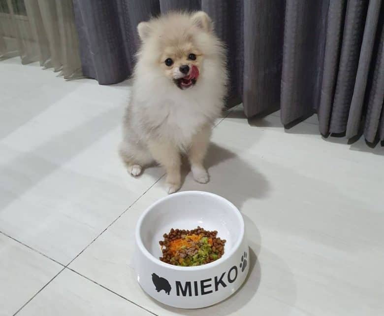 Pomeranian dog having his vegetables meal