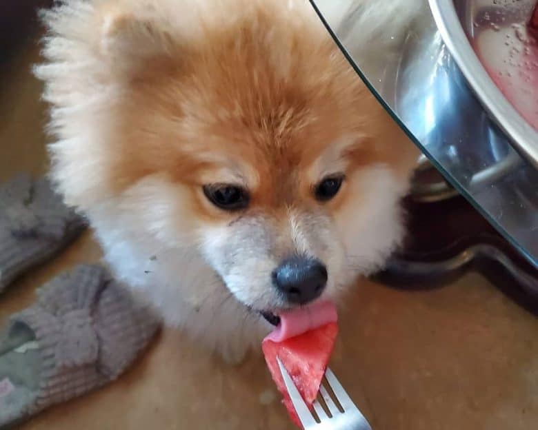 Pomeranian dog loves to eat watermelon