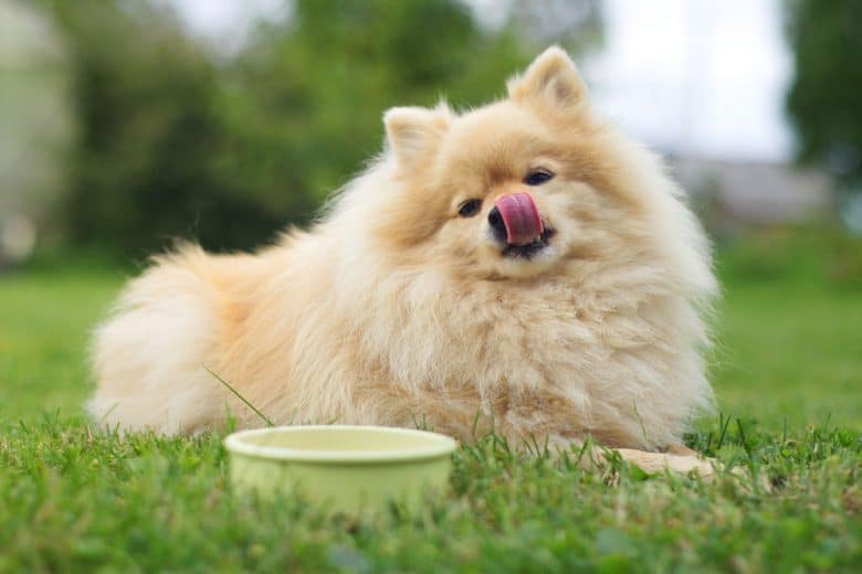 Pomeranian Spitz dog licking lips after a yummy meal
