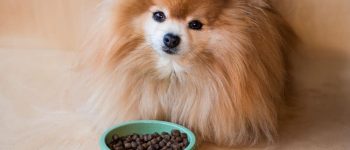Pomeranian Spitz dog eating dry food in a ceramic bowl