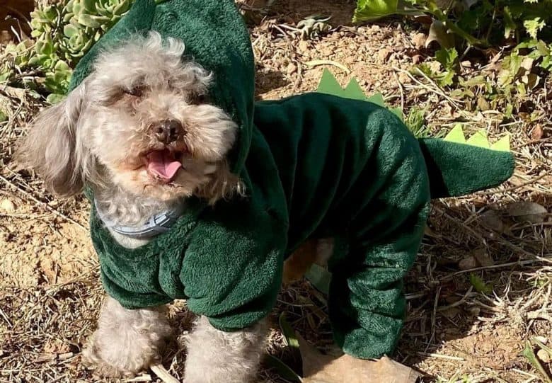 A Poodle adorably wearing a green dino costume