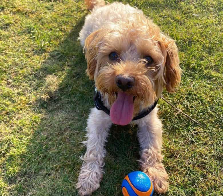 A Poodle Westie mix dog playing a ball outside