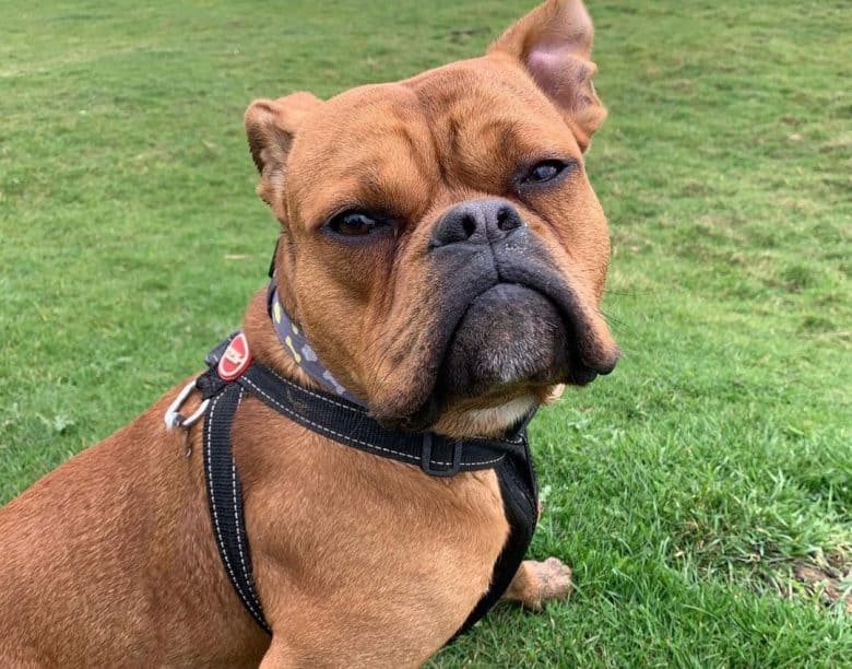 Portrait of a brown Valley Bulldog