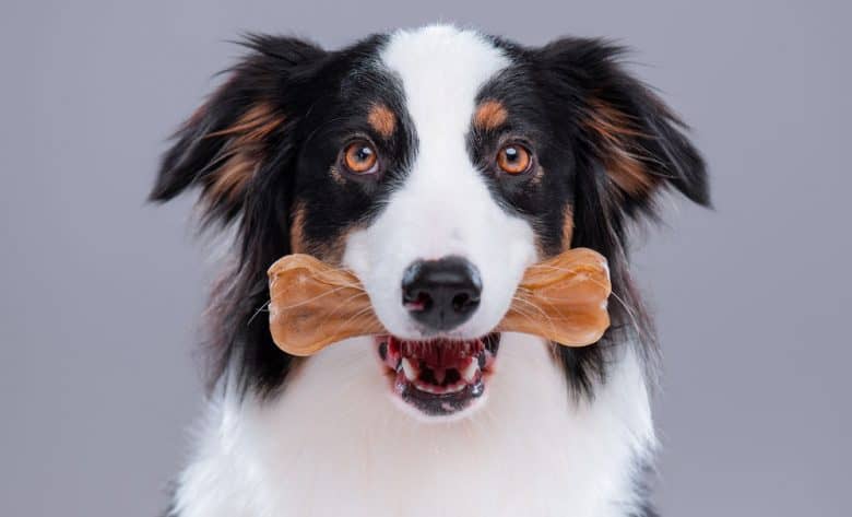 Portrait of a young Australian Shepherd dog with chew bone