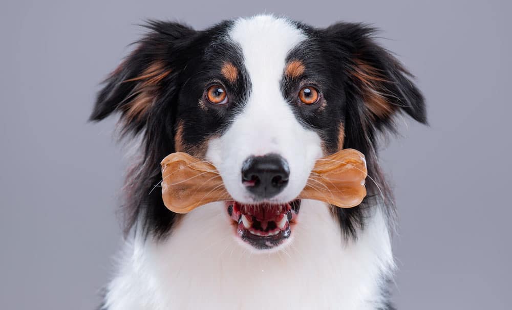 Simuler Comorama Ikke nok How to know which is the best dog food for Australian Shepherds? - K9 Web
