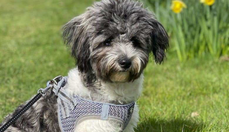 a soft Chi Chon wearing a light blue harness while sitting on grass