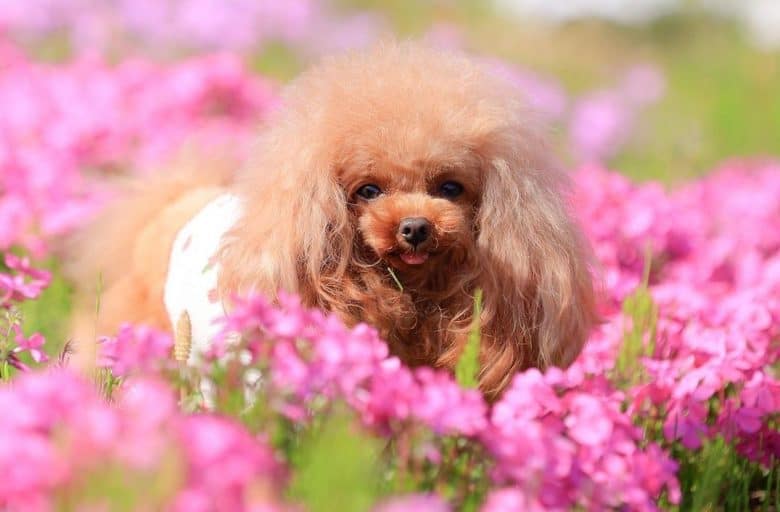 un joli Caniche de tasse de thé couché sur un jardin avec des fleurs roses