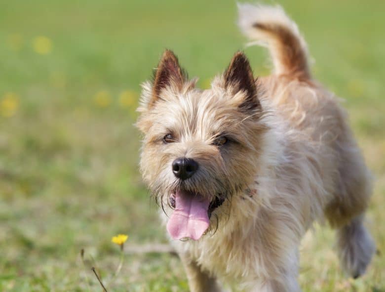 a light brown Cairn Terrier running
