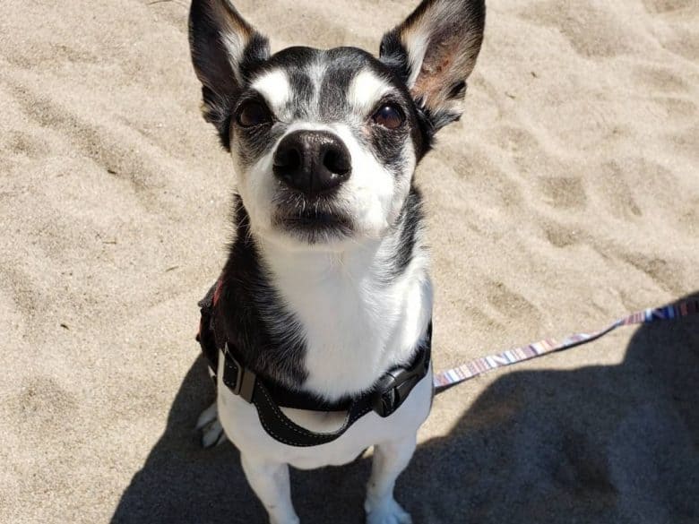 a Ratsky Terrier sitting on the sand while looking up