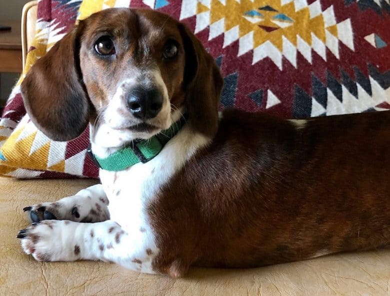 A Red Brindle Piebald Dachshund wearing a green collar