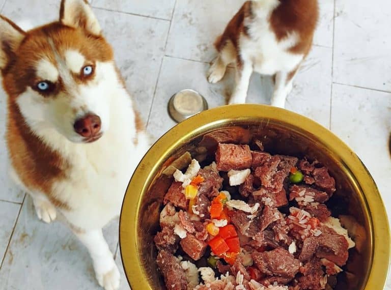 12 Best Dog Foods for Siberian Huskies 2023 (Premium & Budget) K9 Web
