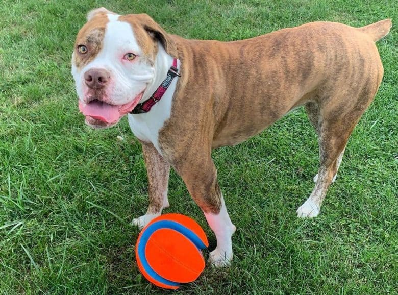 Red-Tiger Bulldog playing a ball outside
