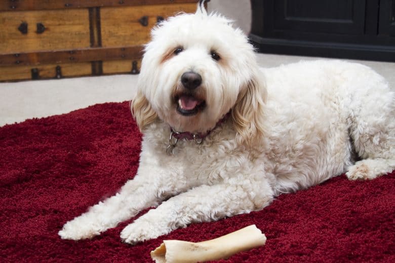 a Goldendoodle laying on a red fur rug with a bone