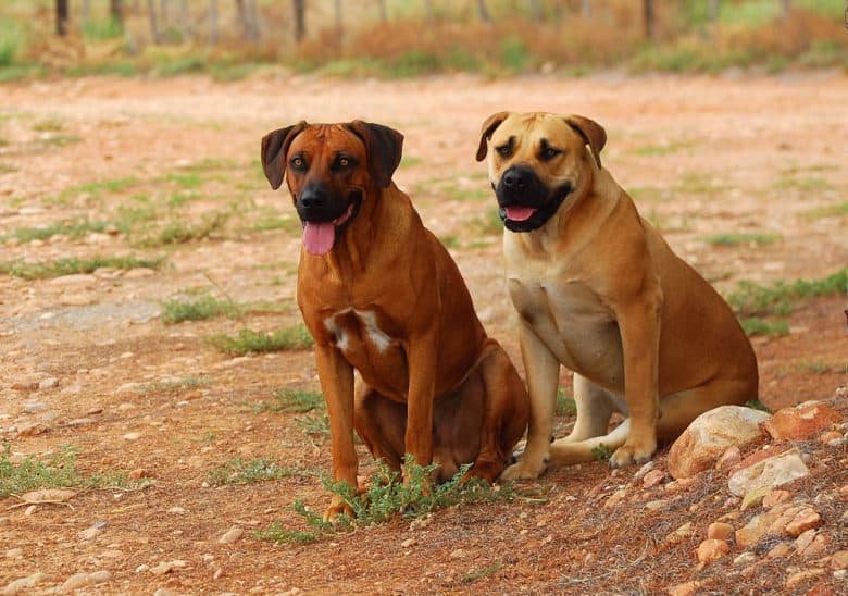 a Rhodesian Ridgeback and Boerboel sitting on a dirt field