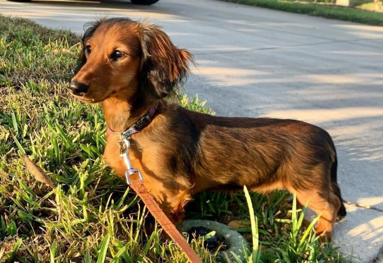 A Sable Longhaired Dachshund standing beside a driveway