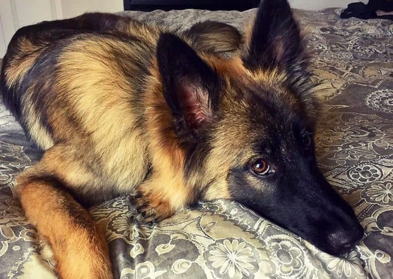 a Belgian Tervuren laying on a bed