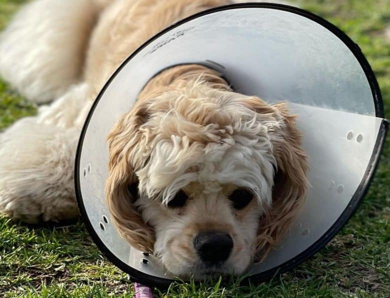 a Cocker Spaniel sadly laying with dog cone