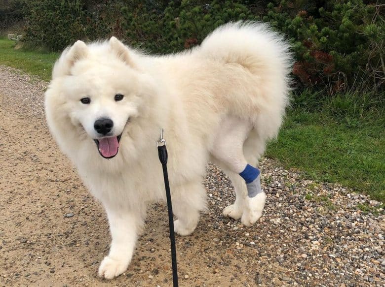Samoyed dog with arthritis