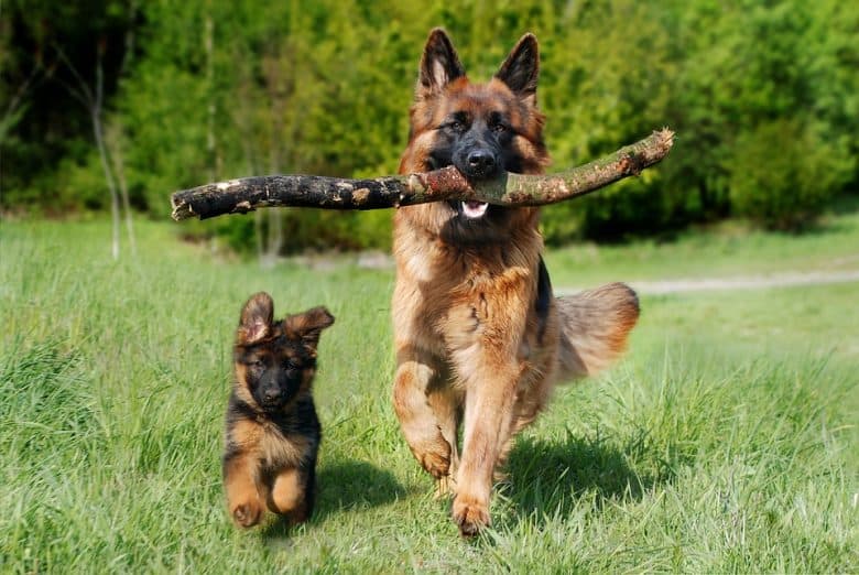 A Schafer dog biting a tree branch walking side by side with a puppy