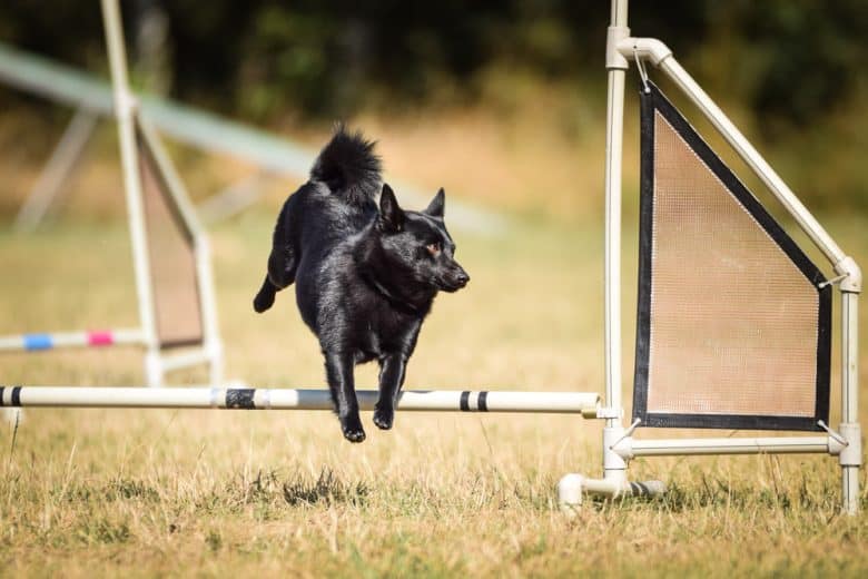 a Schipperke jumping while doing a course training