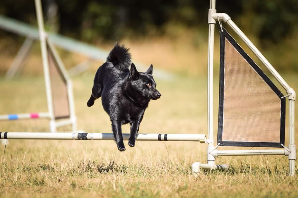 Dog Breed 101 All about Schipperke Dogs AKA Little Black Devils K9 Web