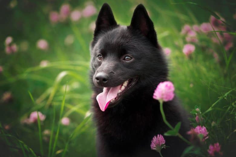 a Schipperke smiling on a flower field