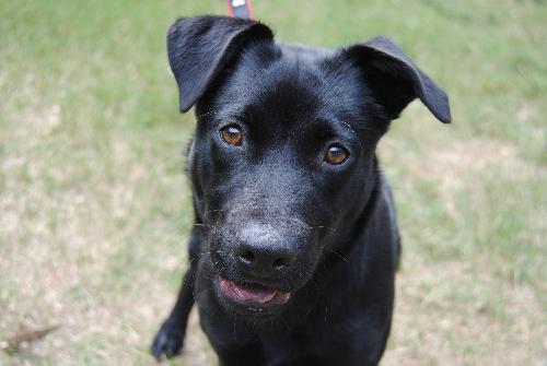 a Schipperke Retriever puppy looking up