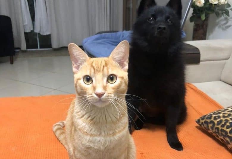 Schipperke sitting with a tabby cat