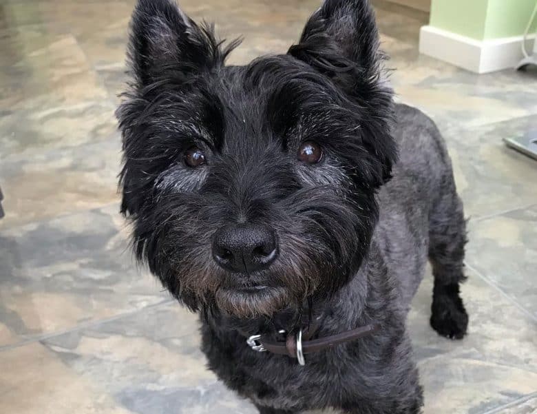 Scottie Westie mix dog looking to the owner for a walk