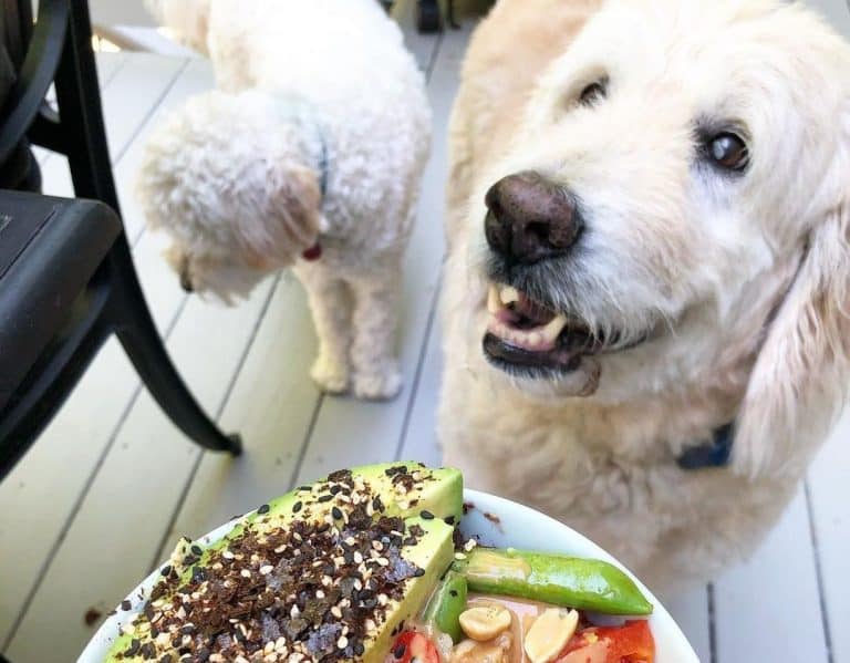 15 Best Dog Foods for Goldendoodles 2023 (Premium & Budget) K9 