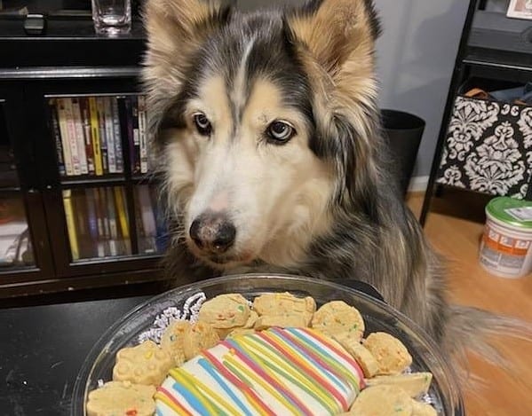 A Senior Husky looking at her pupcakes