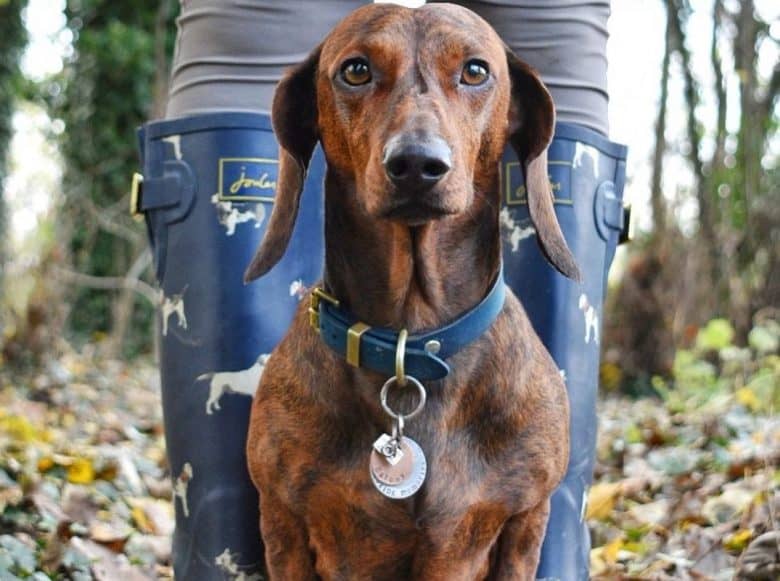 a Brindle Dachshund standing on owners boots wearing a blue collar