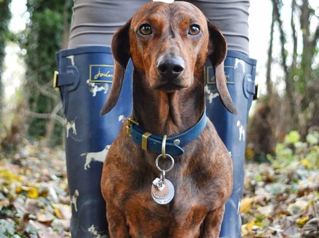 Dachshund Colors The Standard & Rare Doxie Coat Colors K9 