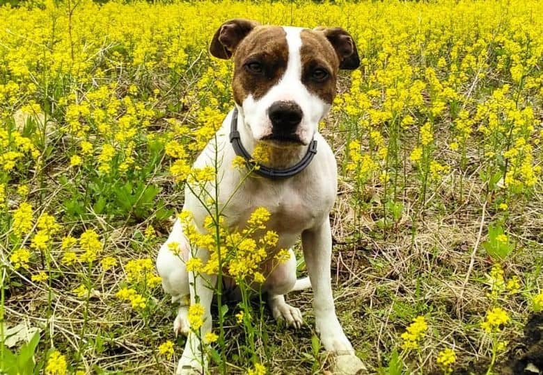 Rat Terrier Mixes 20 Different Rattie Crossbreeds K9 Web