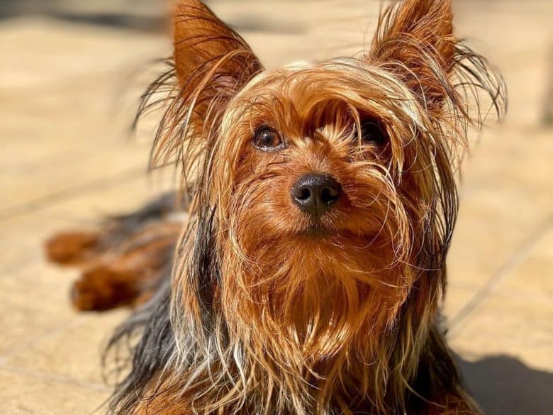 a long-haired Yorkie laying under the sun