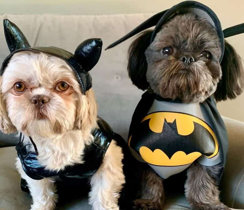 Two Shih Tzu wearing batman costume
