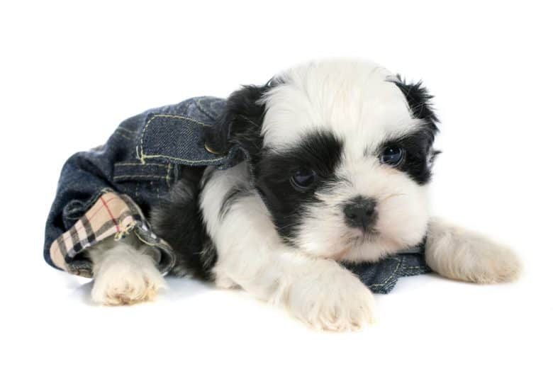 a tiny Black and White Shih Tzu puppy