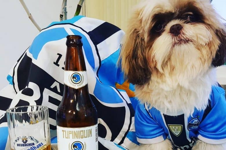 a Shih Tzu wearing a jersey with a bottle and mug of beer