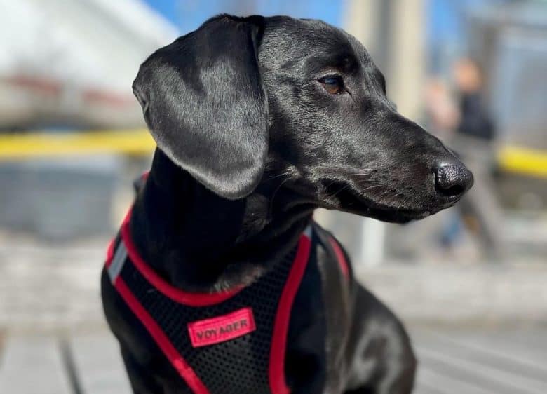 a Black Doxie wearing a black and red dog harness