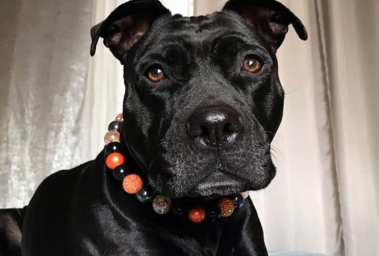a Black Pittie with a lustrous coat wearing a bead collar